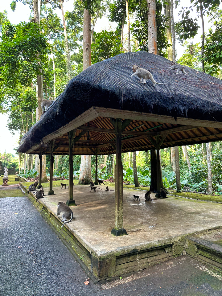 Sangeh Monkey Forest Bali